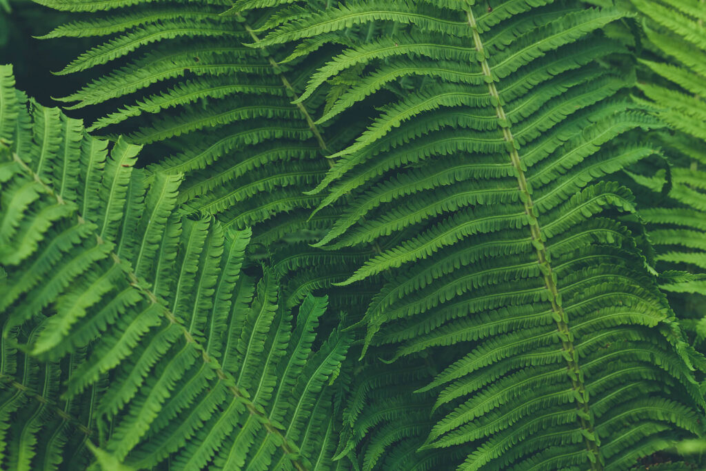 Green plant leaves. If you need to know how to cope with your religious trauma, speak to a faith transition therapist today. Learn different strategies you can use to heal from religious trauma.