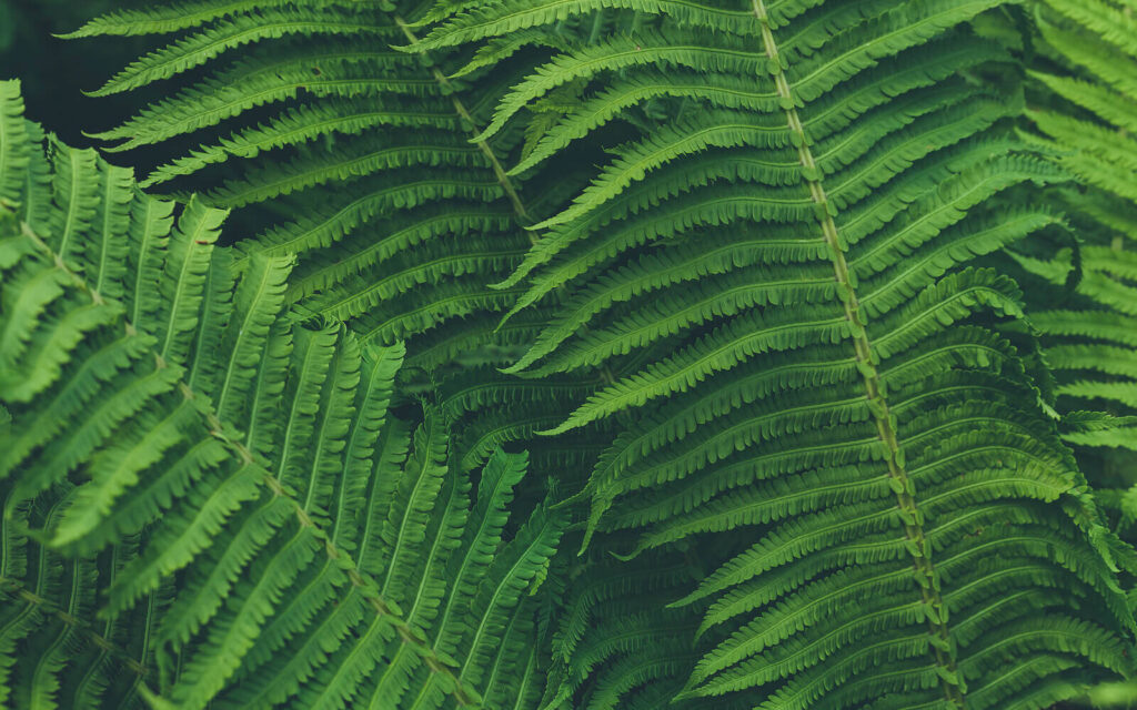 Green plant leaves. If you need to know how to cope with your anxiety in the moment, we can help. Explore anxiety treatment in American Fork, UT.