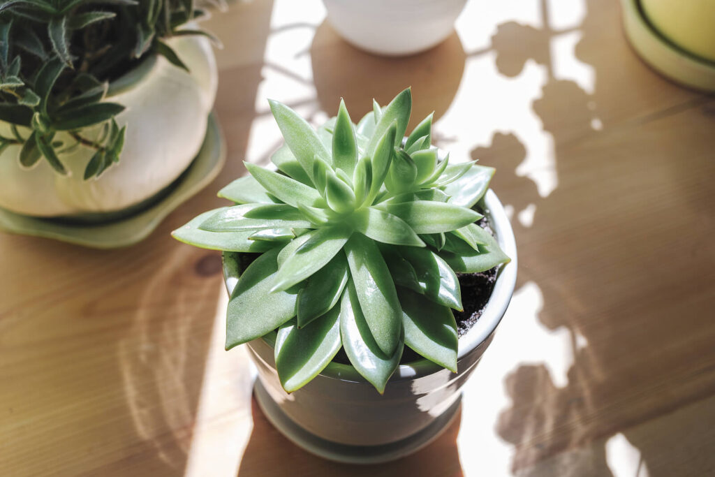 A green succulent plant in the sunlight. A couples therapists in American Fork, UT can help your marriage thrive. Learn more here about marriage counseling. 
