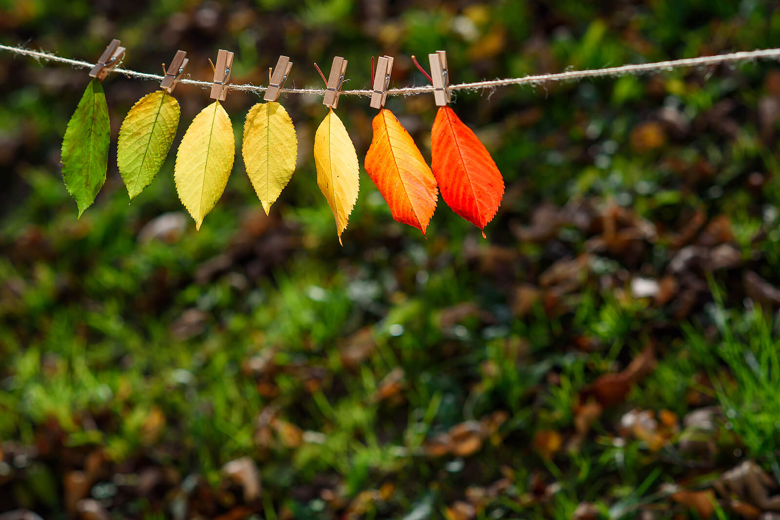 A line of fall multicolroed leaves hang from a closeline in the order from green to red. Learn more about therapy for depression in American Fork, UT can offer support during the changing months. Search for a depression therapist American Fork, UT to learn more today.