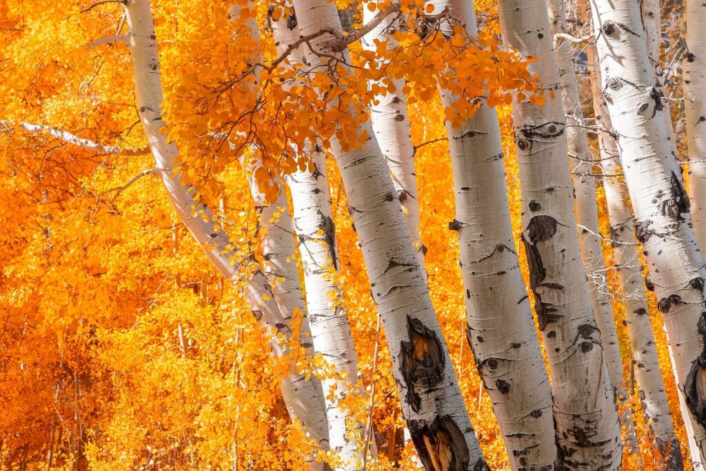 An image of golden colored leaves moving in the wind on their branches. Learn how therapy for depression in American Fork, UT can offer support with addressing seasonal depression. Search for depresison therapists in American Fork, UT to learn more.
