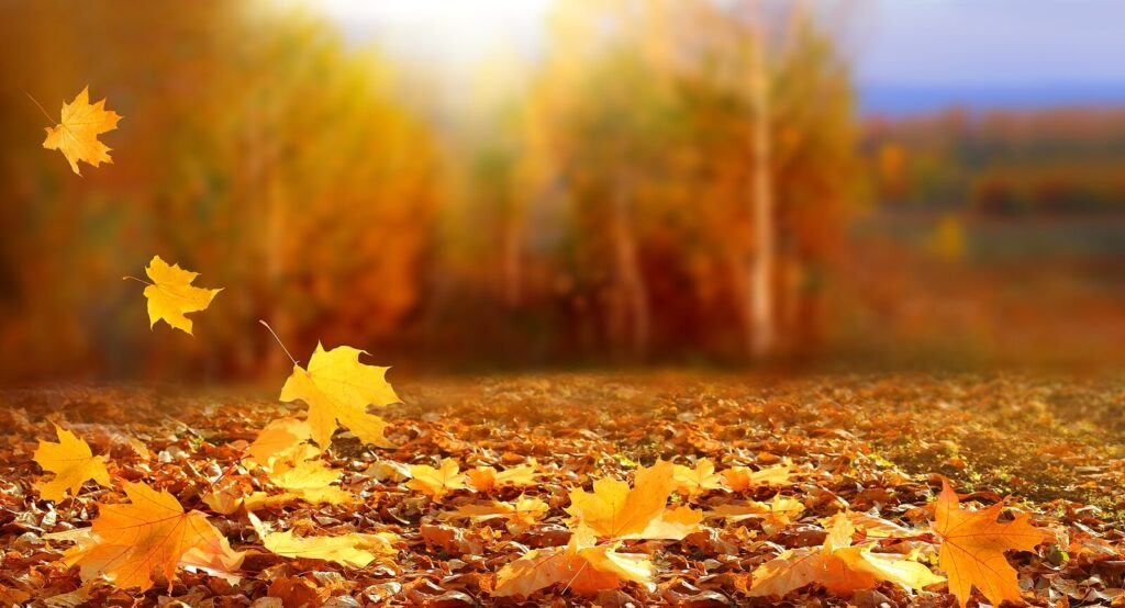 A close up of leaves on a forest floor as the sun rises. Learn more about how anxiety and depression therapists in American Fork can offer support. Search for counseling for depression american fork, UT and how therapy for depression in American Fork, UT can offer support. 
